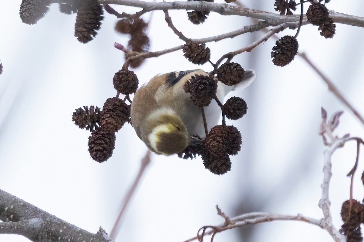 čížek žlutý - ML648175392