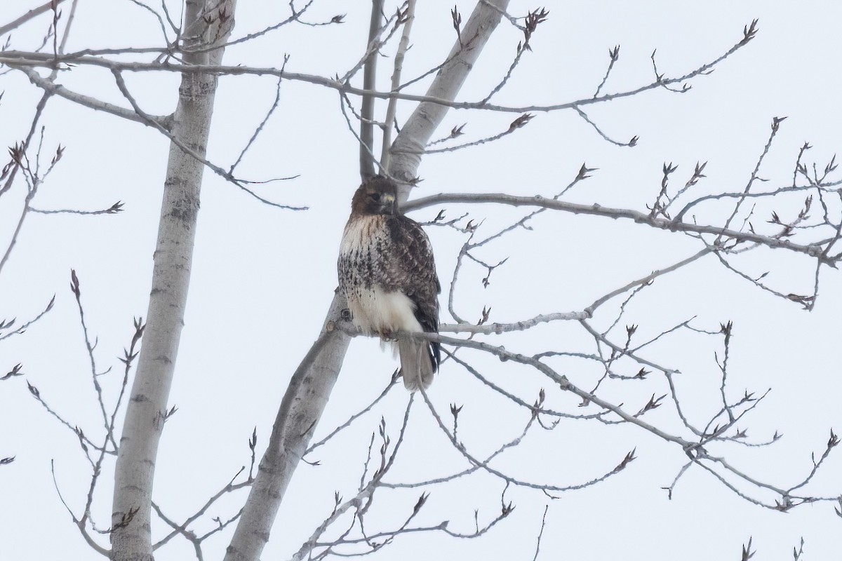 káně rudochvostá - ML648175447