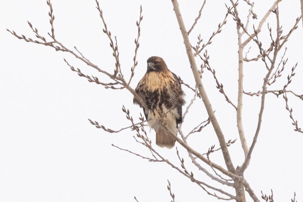 káně rudochvostá (ssp. abieticola) - ML648175499