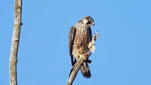 ハヤブサ（亜種 アメリカハヤブサ） - eBird