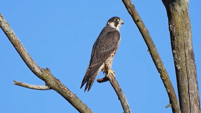 ハヤブサ（亜種 アメリカハヤブサ） - eBird