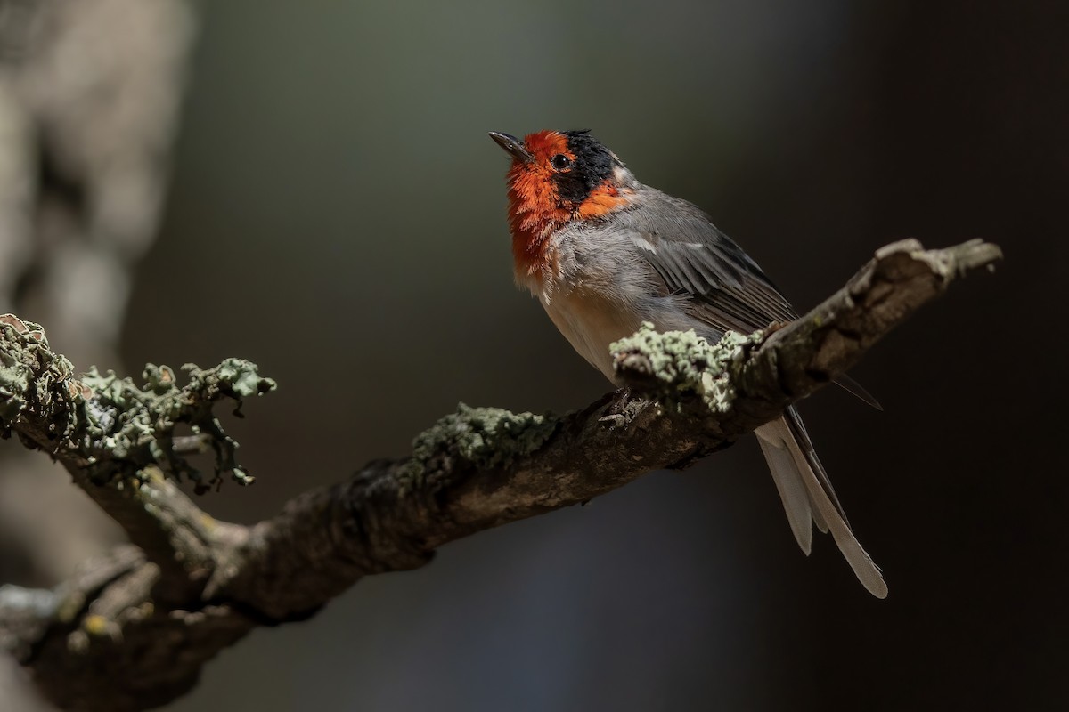 Red-faced Warbler - ML648176104