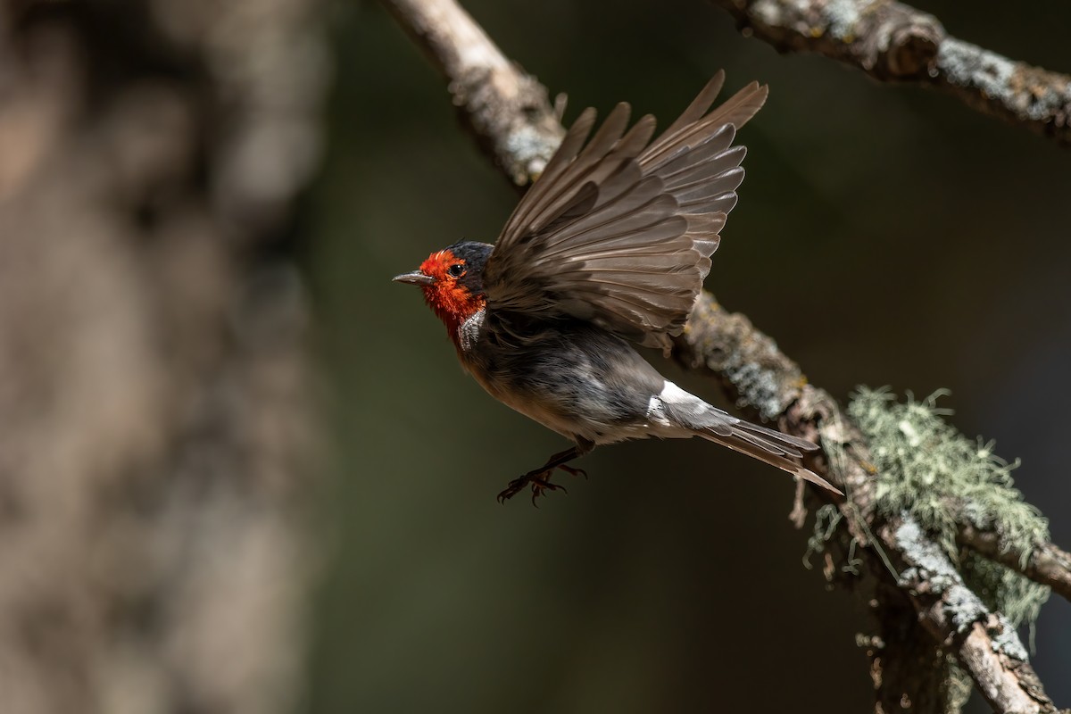 アカガオアメリカムシクイ - ML648176107