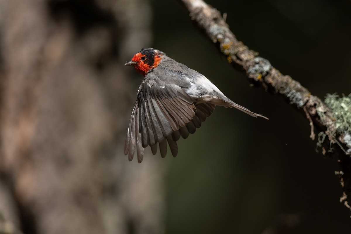 アカガオアメリカムシクイ - ML648176108