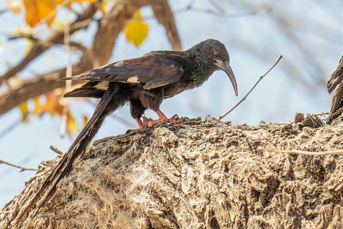 Violet Woodhoopoe (Violet) - ML648176300