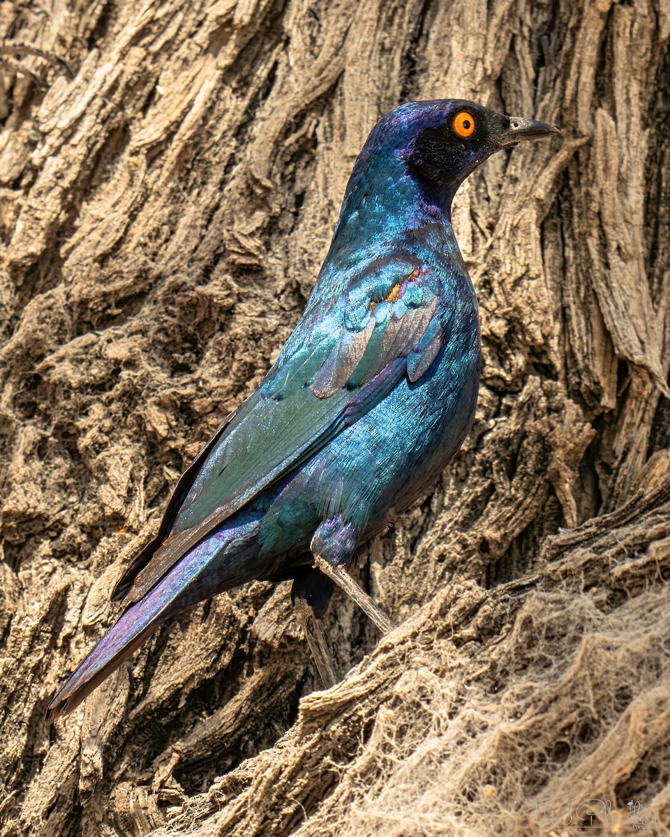 Cape Starling - ML648176313