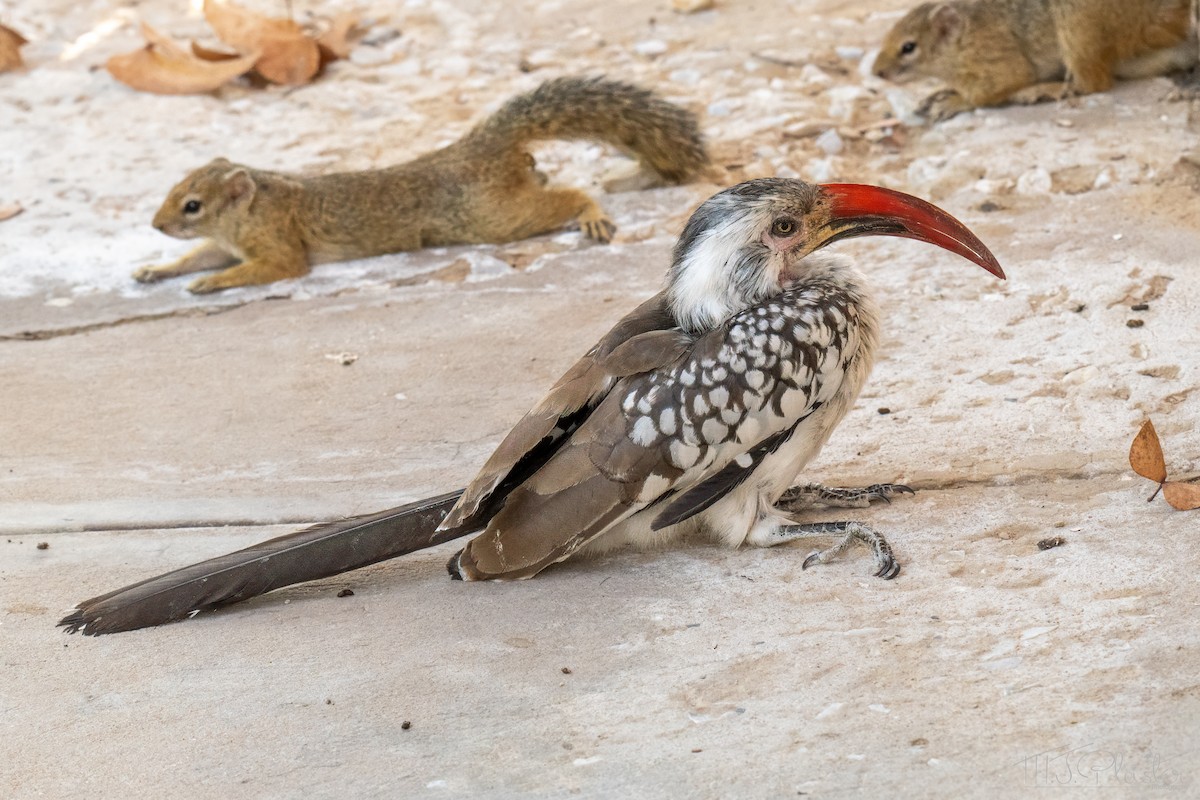 Southern Red-billed Hornbill - ML648176383