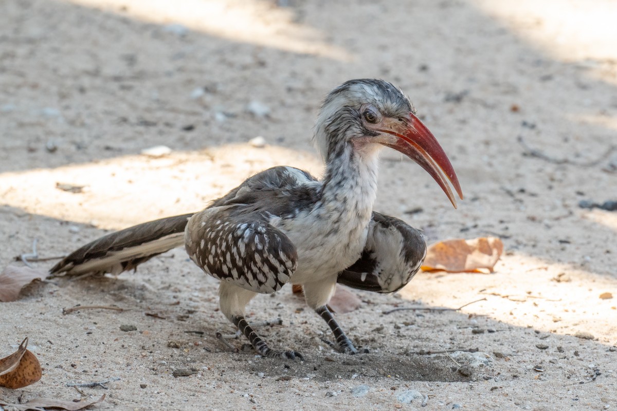 Southern Red-billed Hornbill - ML648176384