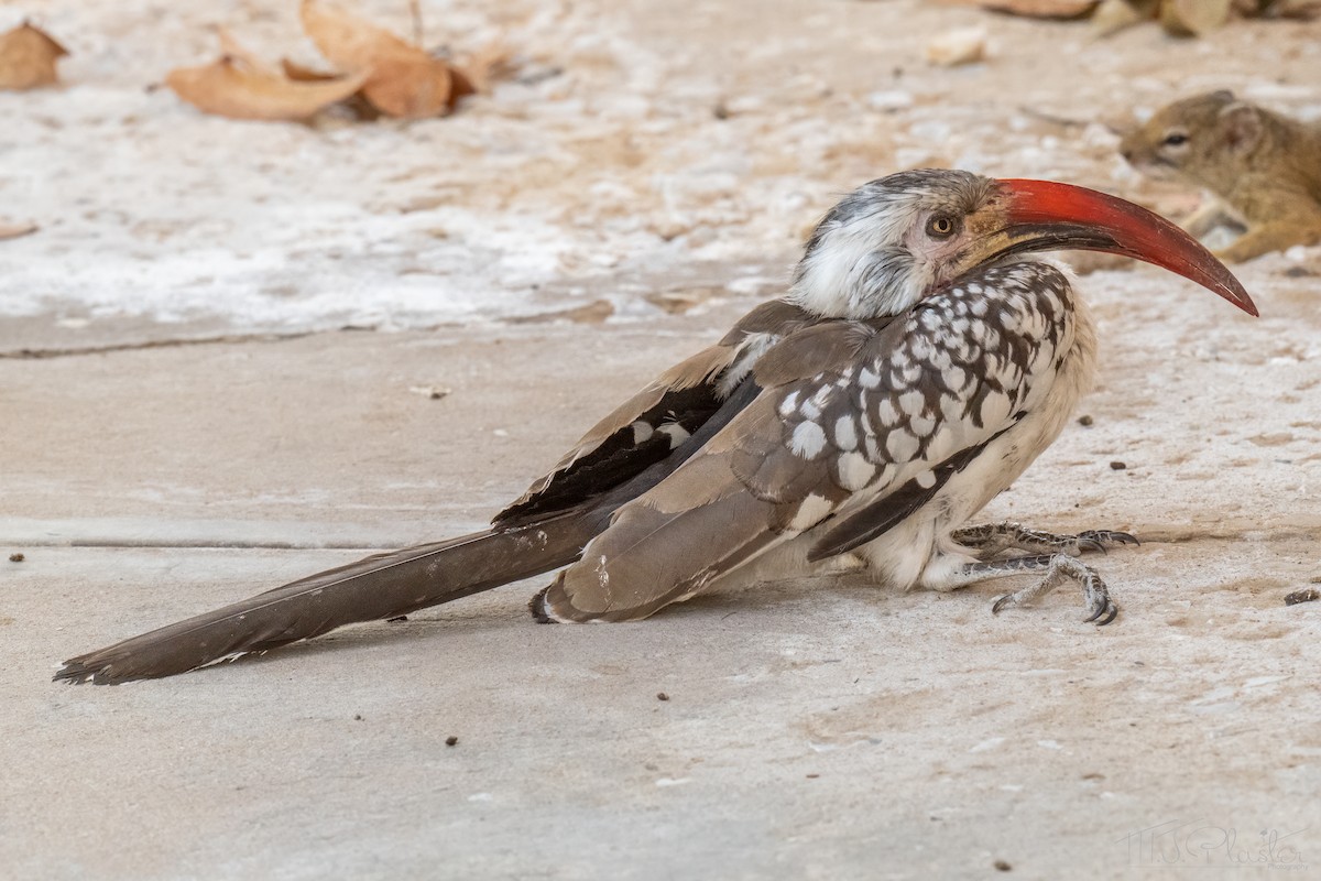 Southern Red-billed Hornbill - ML648176385