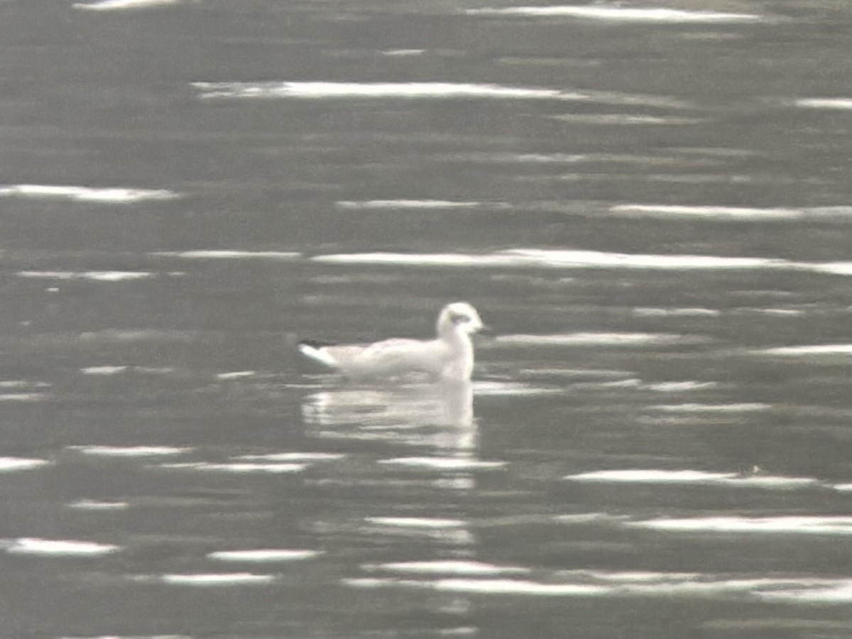 Gaviota Guanaguanare - ML648176396