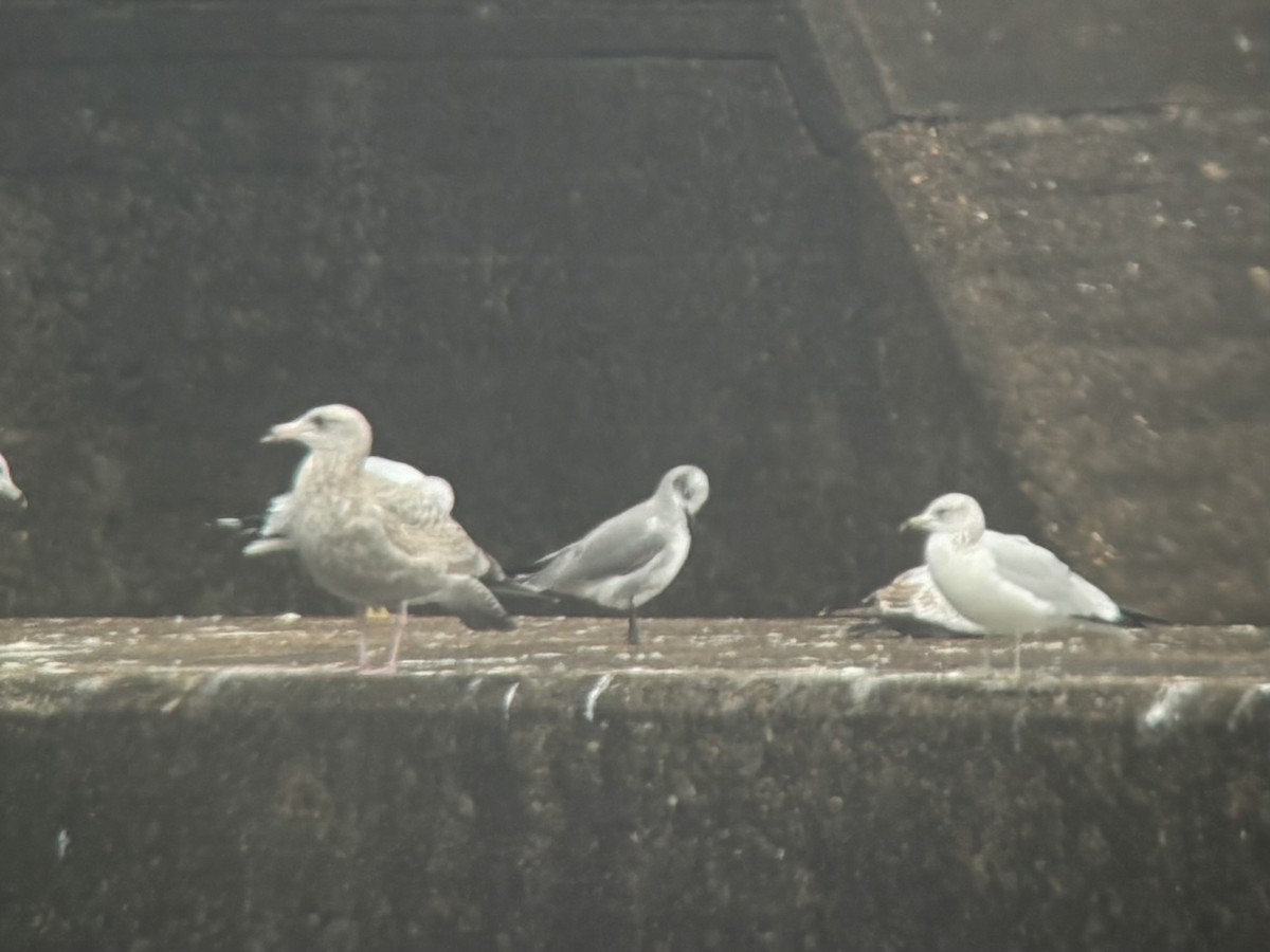 Gaviota Guanaguanare - ML648176397