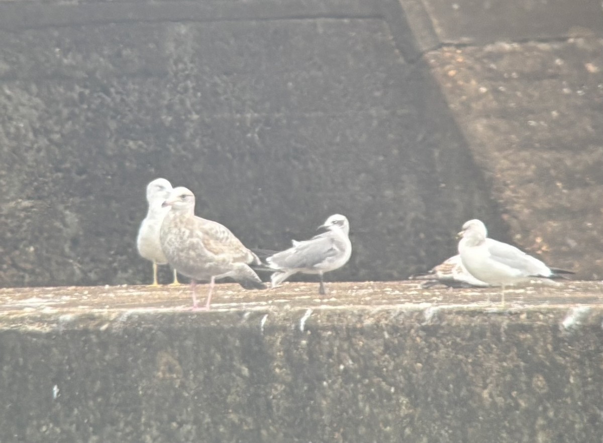 Gaviota Guanaguanare - ML648176398