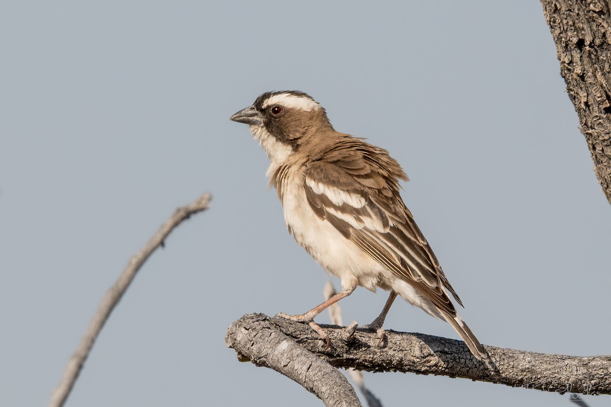 White-browed Sparrow-Weaver - ML648176959
