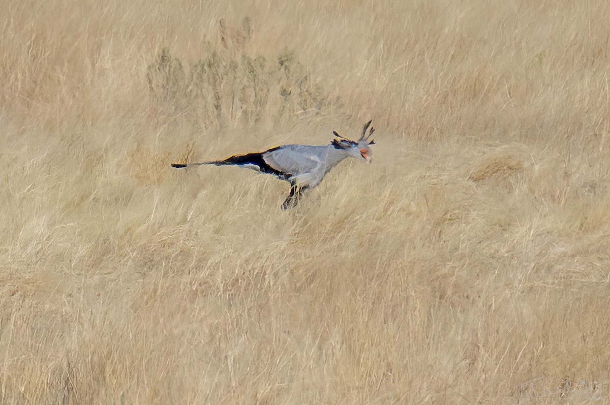 Secretarybird - ML648177312