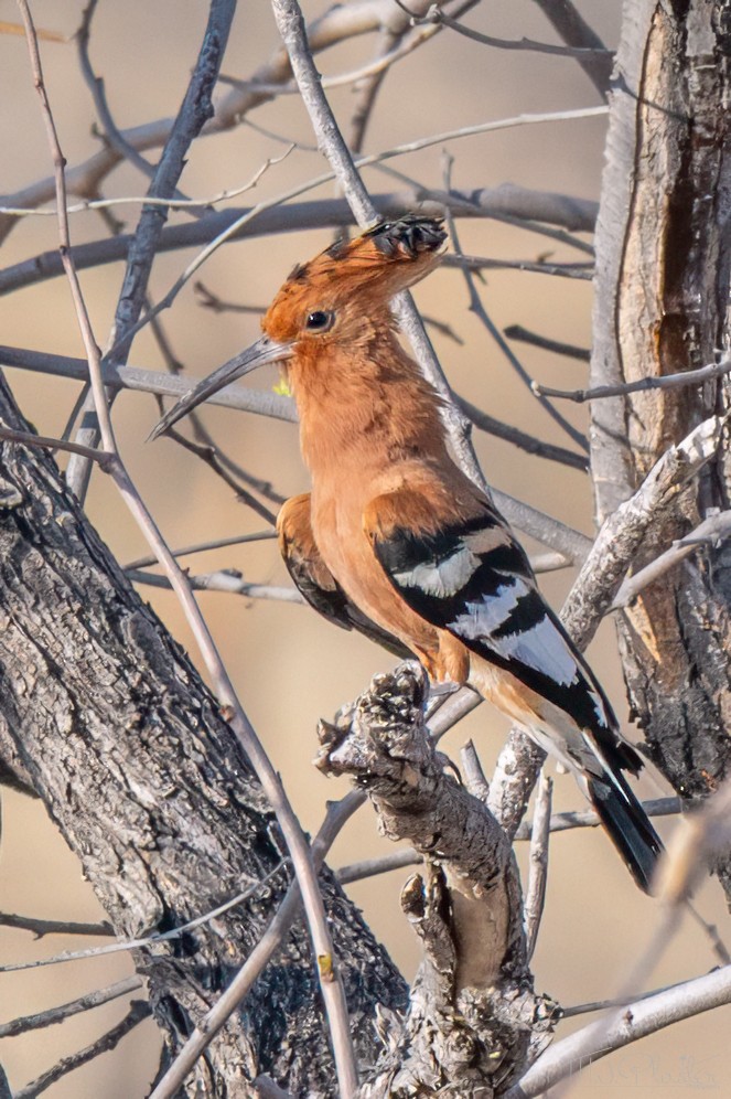 戴勝(africana) - ML648177552