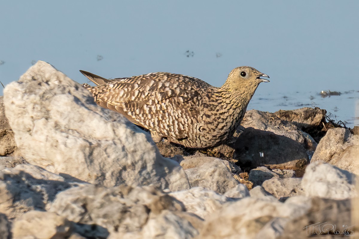 Namaqua Sandgrouse - ML648177597