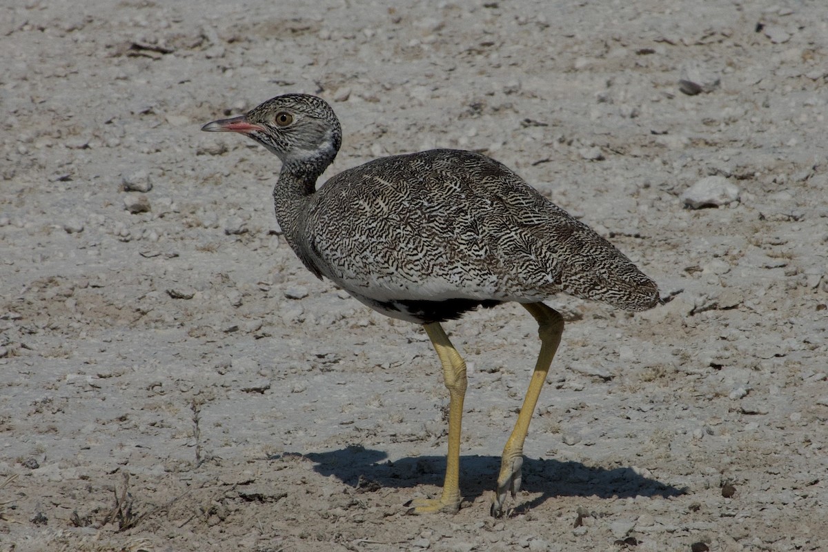 White-quilled Bustard - ML648177654