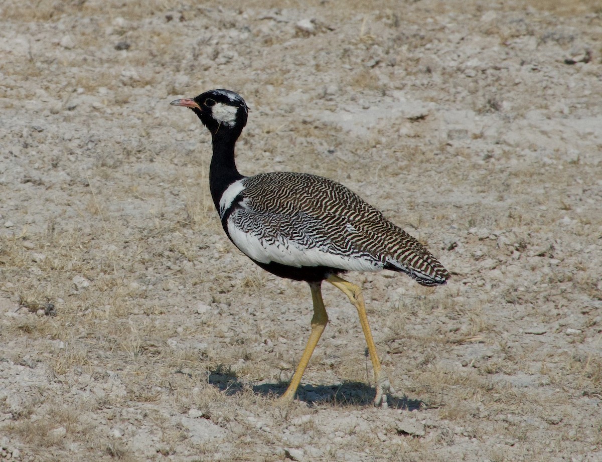White-quilled Bustard - ML648177655