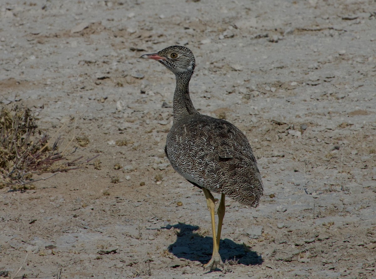 White-quilled Bustard - ML648177656