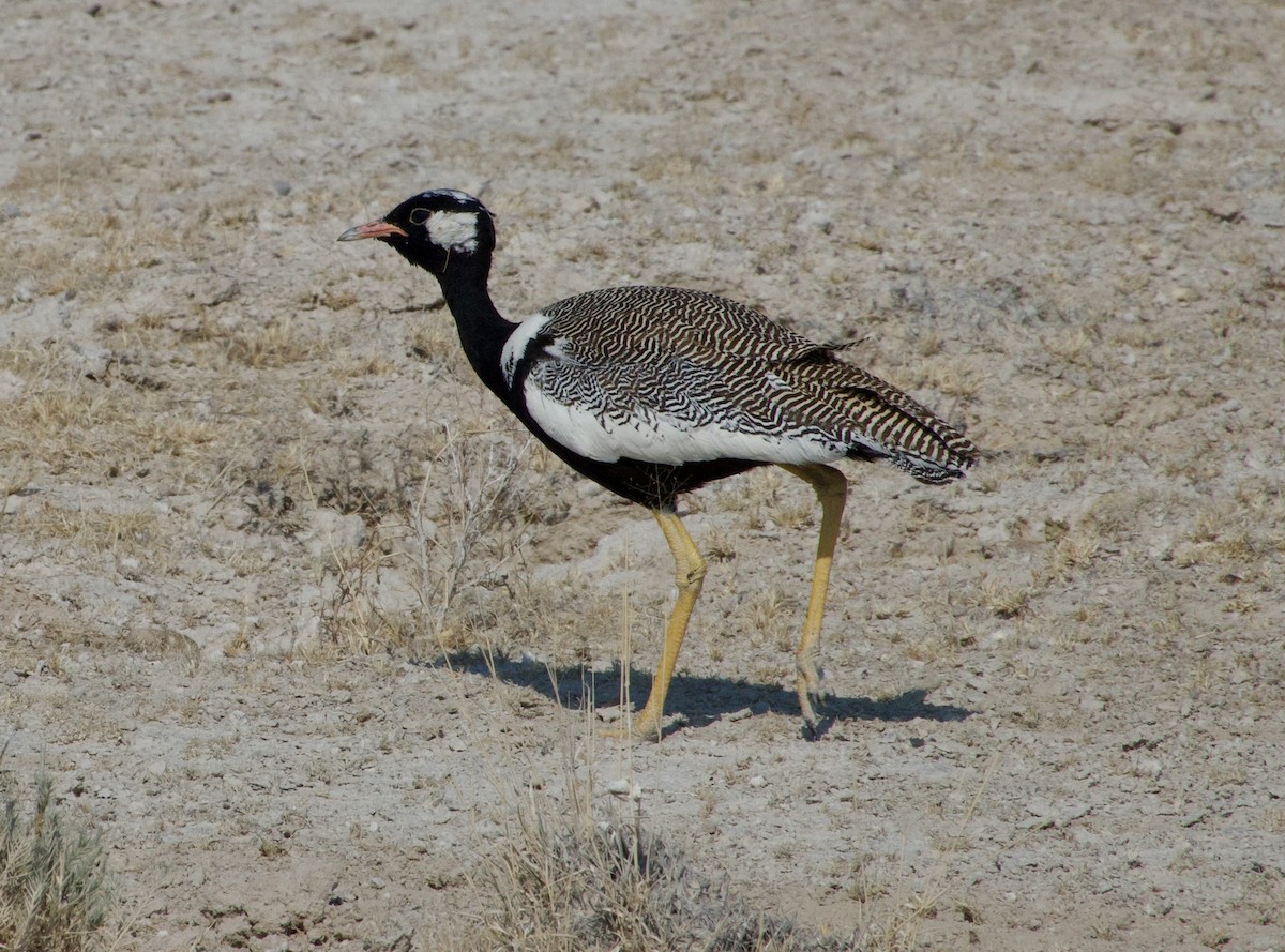 White-quilled Bustard - ML648177657