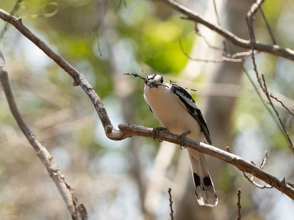 Hook-billed Vanga - ML648177965