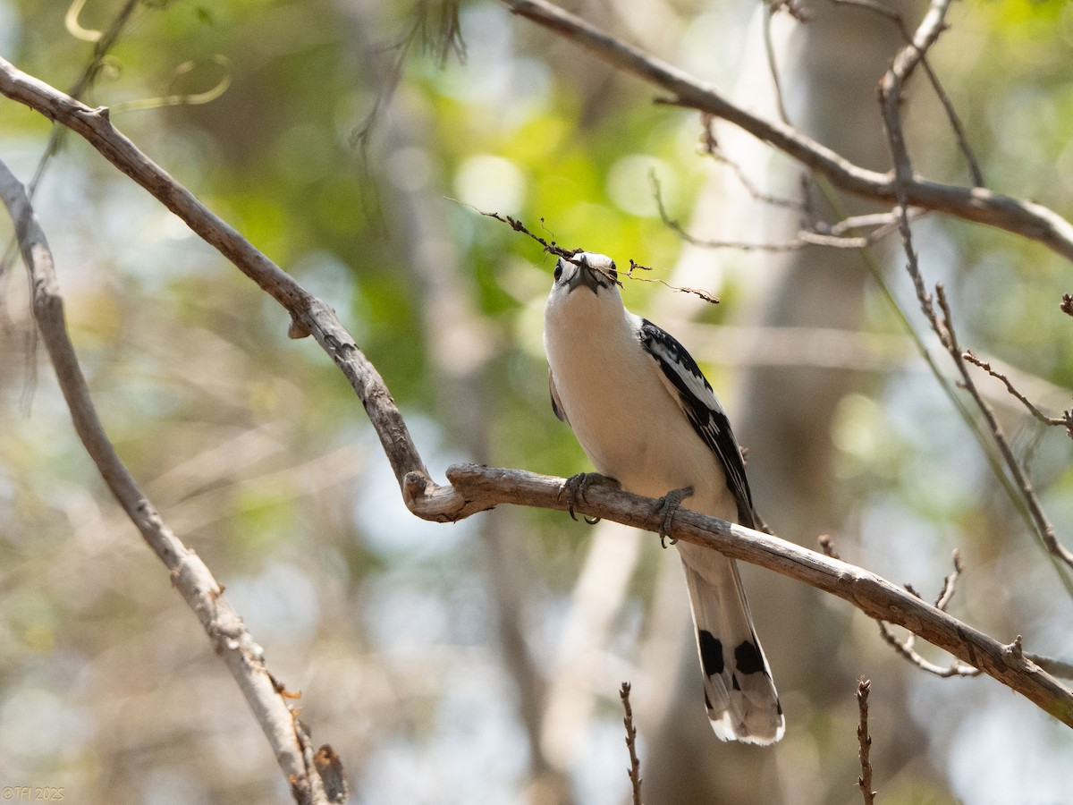 Hook-billed Vanga - ML648177969