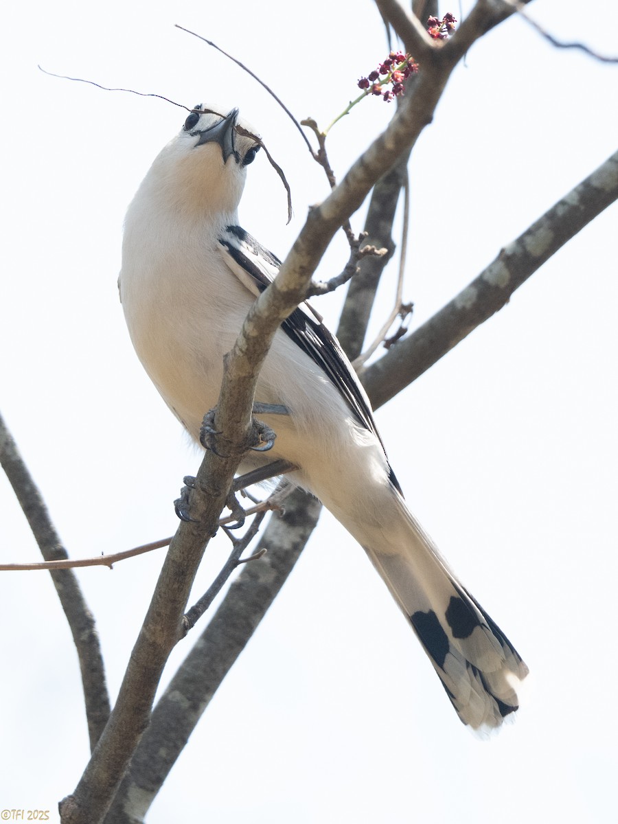 Hook-billed Vanga - ML648177974