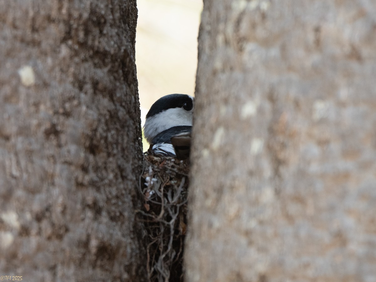 Hook-billed Vanga - ML648177978