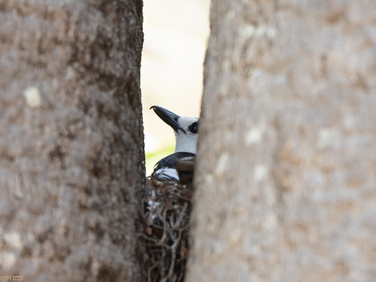 Hook-billed Vanga - ML648177982