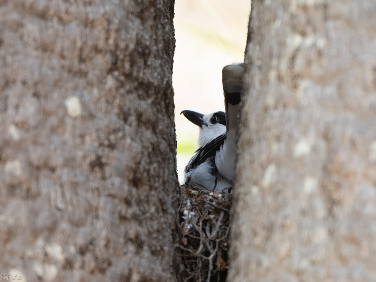 Hook-billed Vanga - ML648177988
