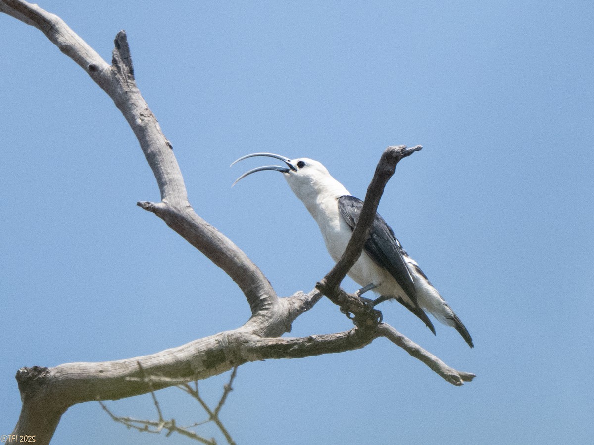 Sickle-billed Vanga - ML648178090