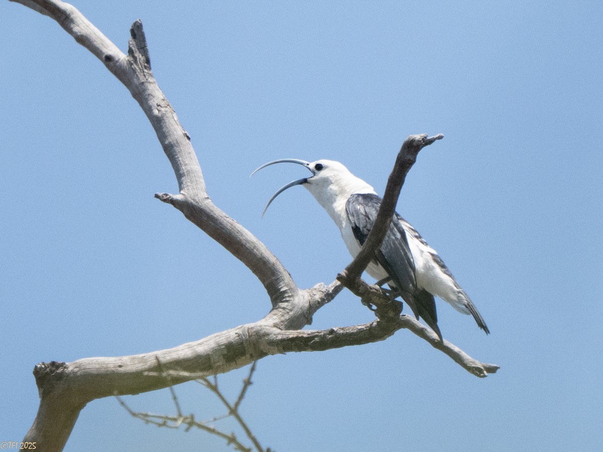 Sickle-billed Vanga - ML648178095