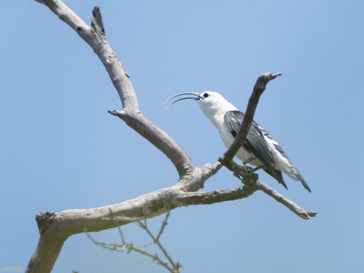 Sickle-billed Vanga - ML648178103