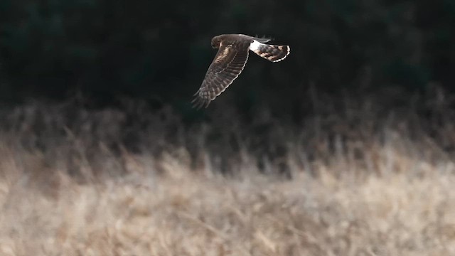Northern Harrier - ML648178287