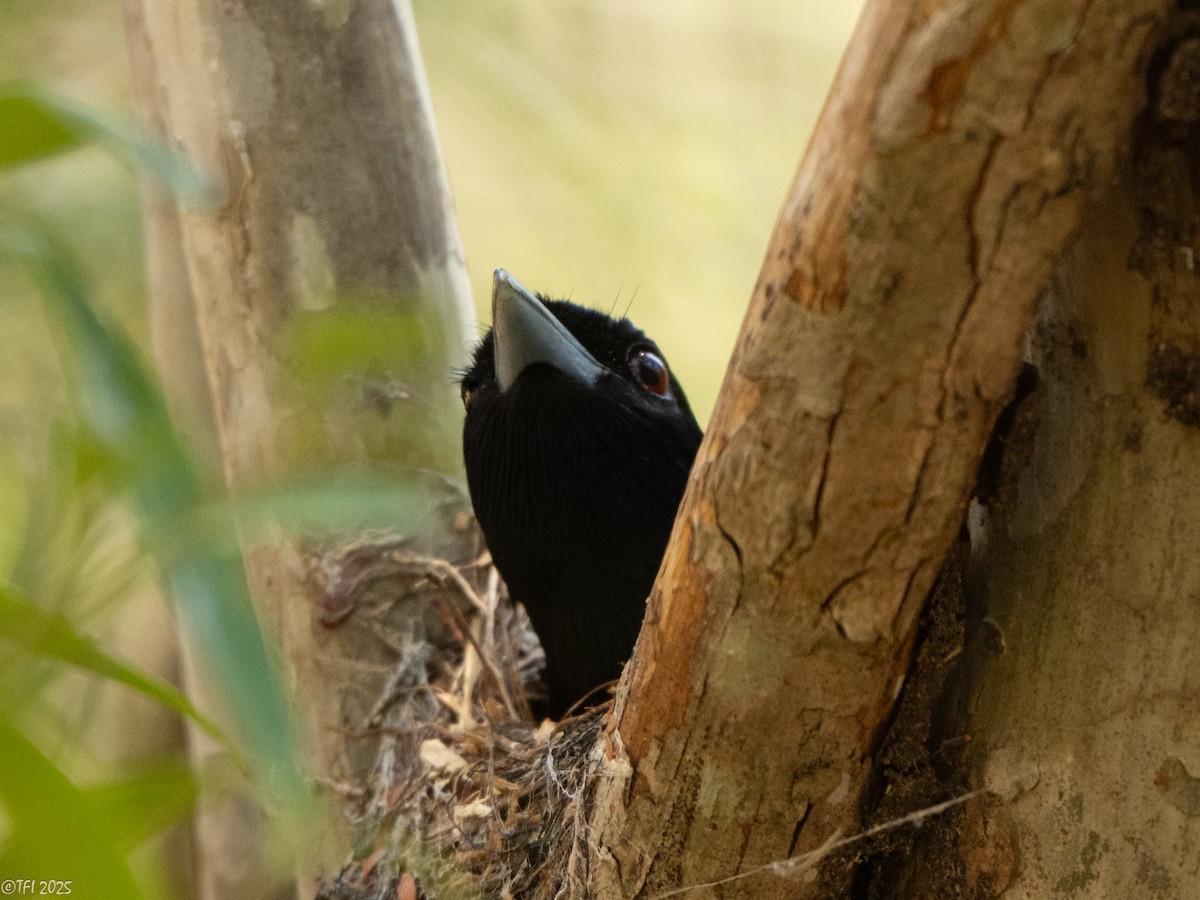 Rufous Vanga - ML648178293