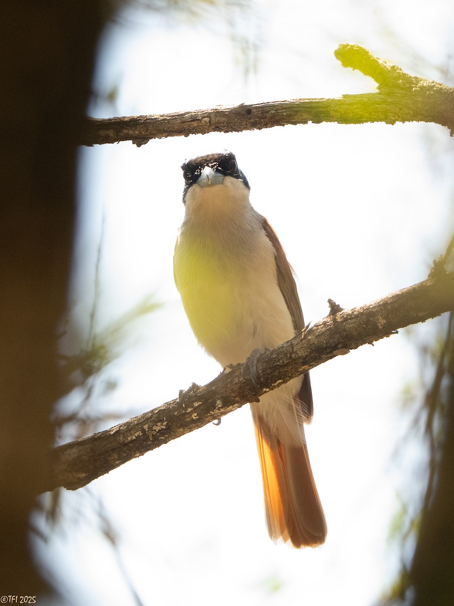 Rufous Vanga - ML648178296