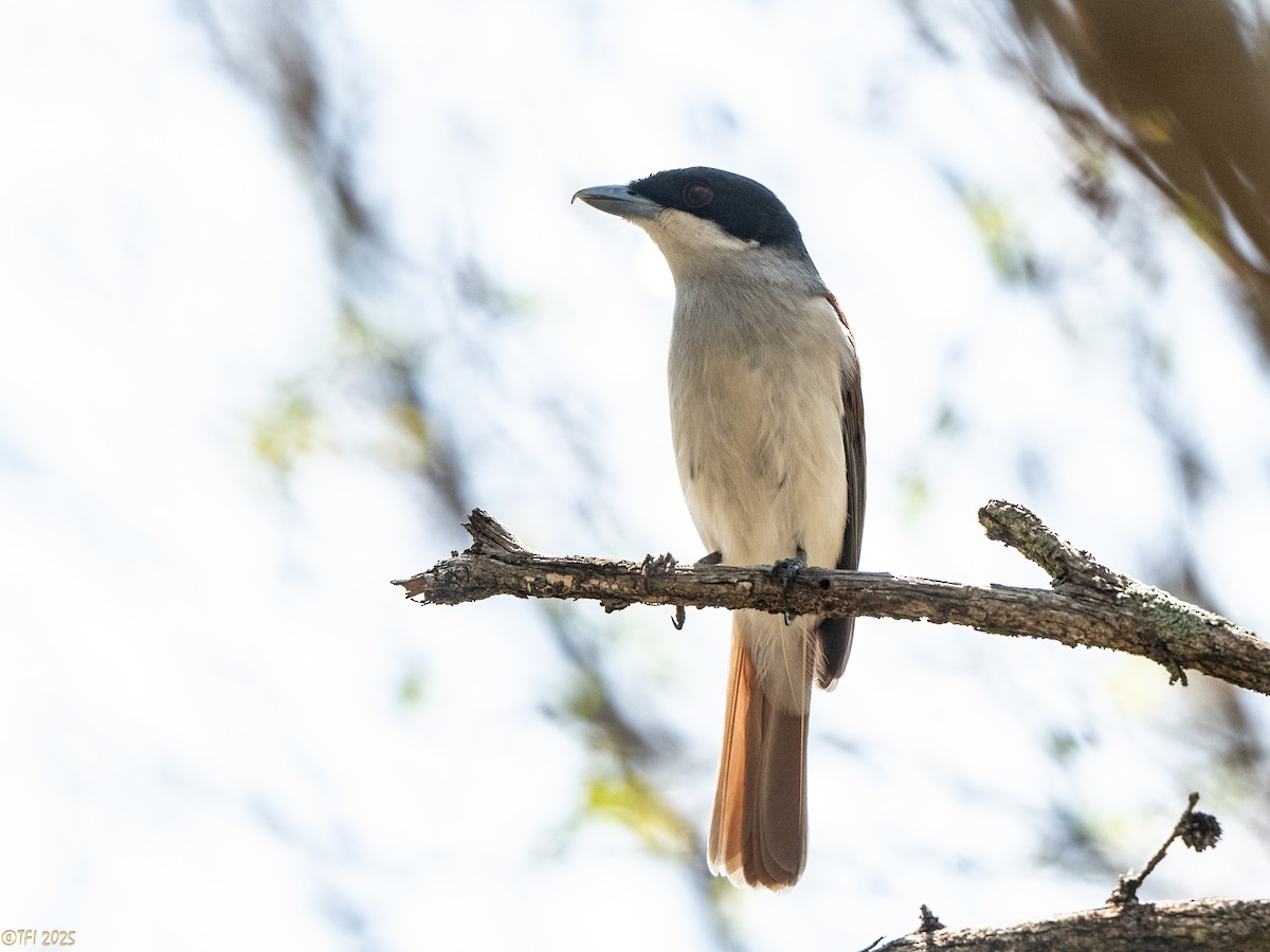 Rufous Vanga - ML648178298