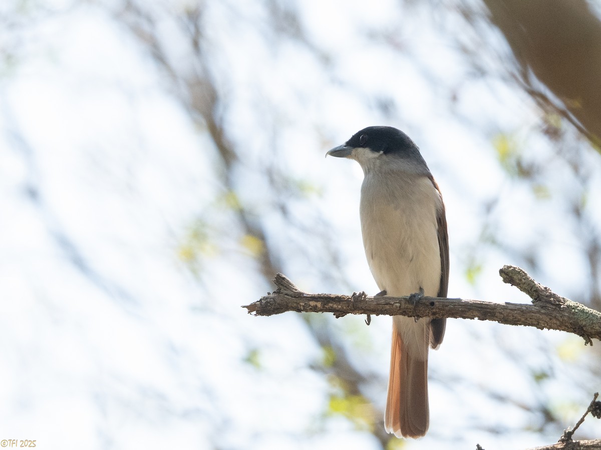 Rufous Vanga - ML648178302