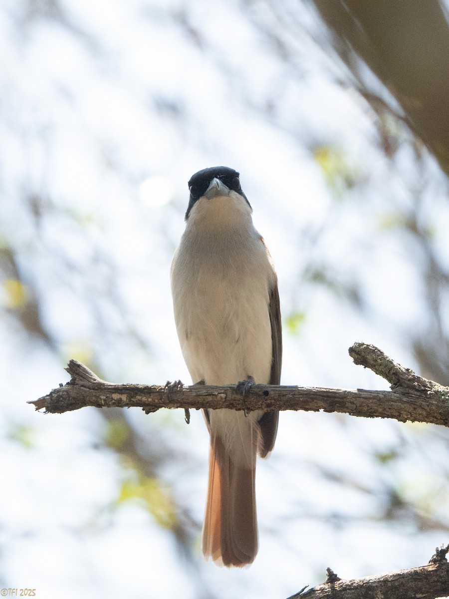 Rufous Vanga - ML648178304