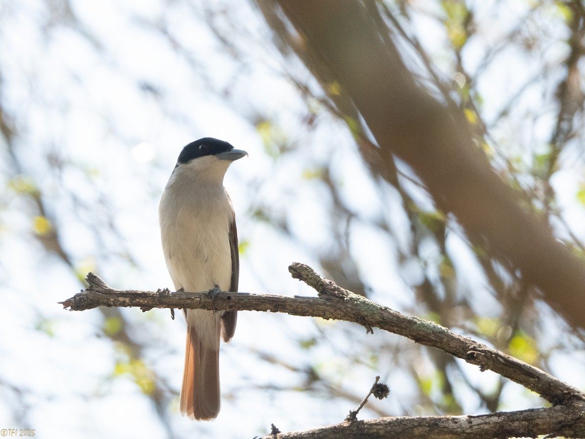 Rufous Vanga - ML648178306