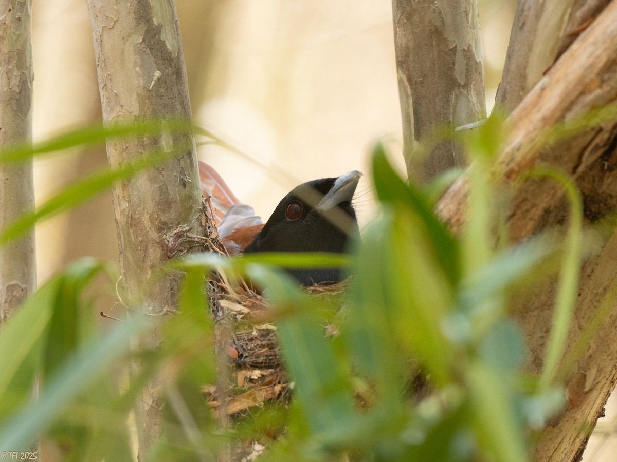 Rufous Vanga - ML648178309