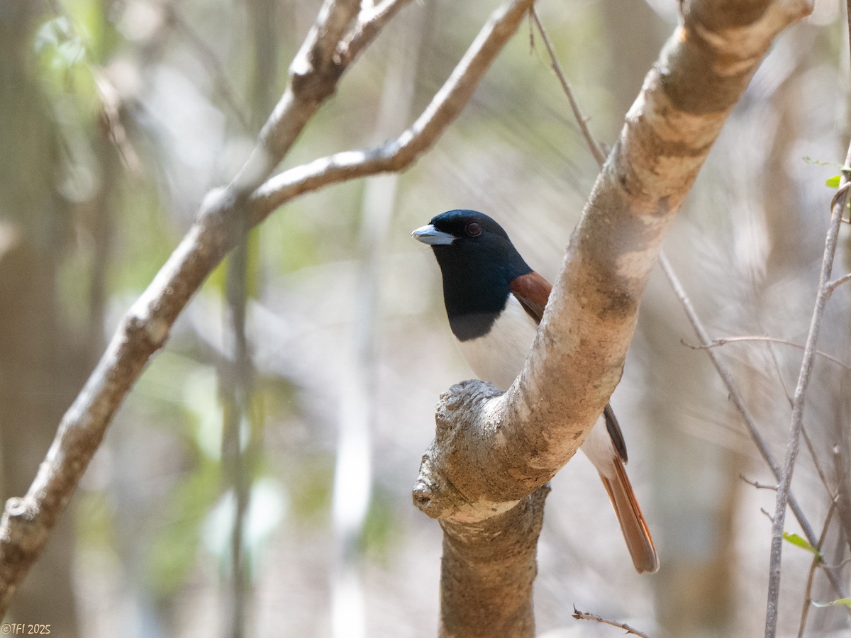 Rufous Vanga - ML648178323