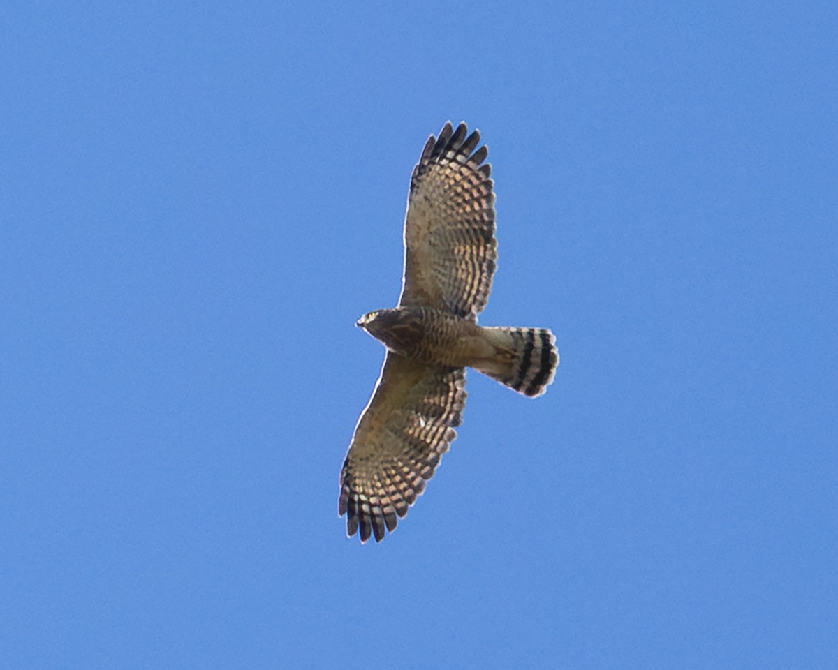 Roadside Hawk - ML648178393