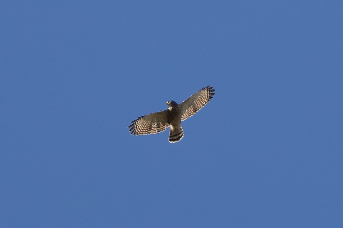 Roadside Hawk - ML648178394