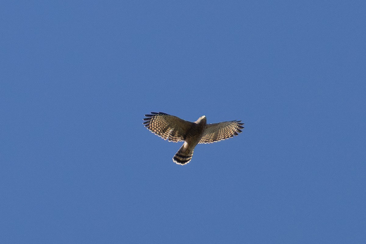 Roadside Hawk - ML648178395