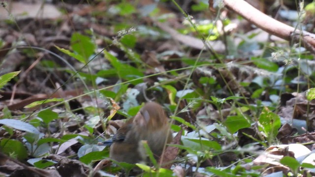 Indigo Bunting - ML648178414