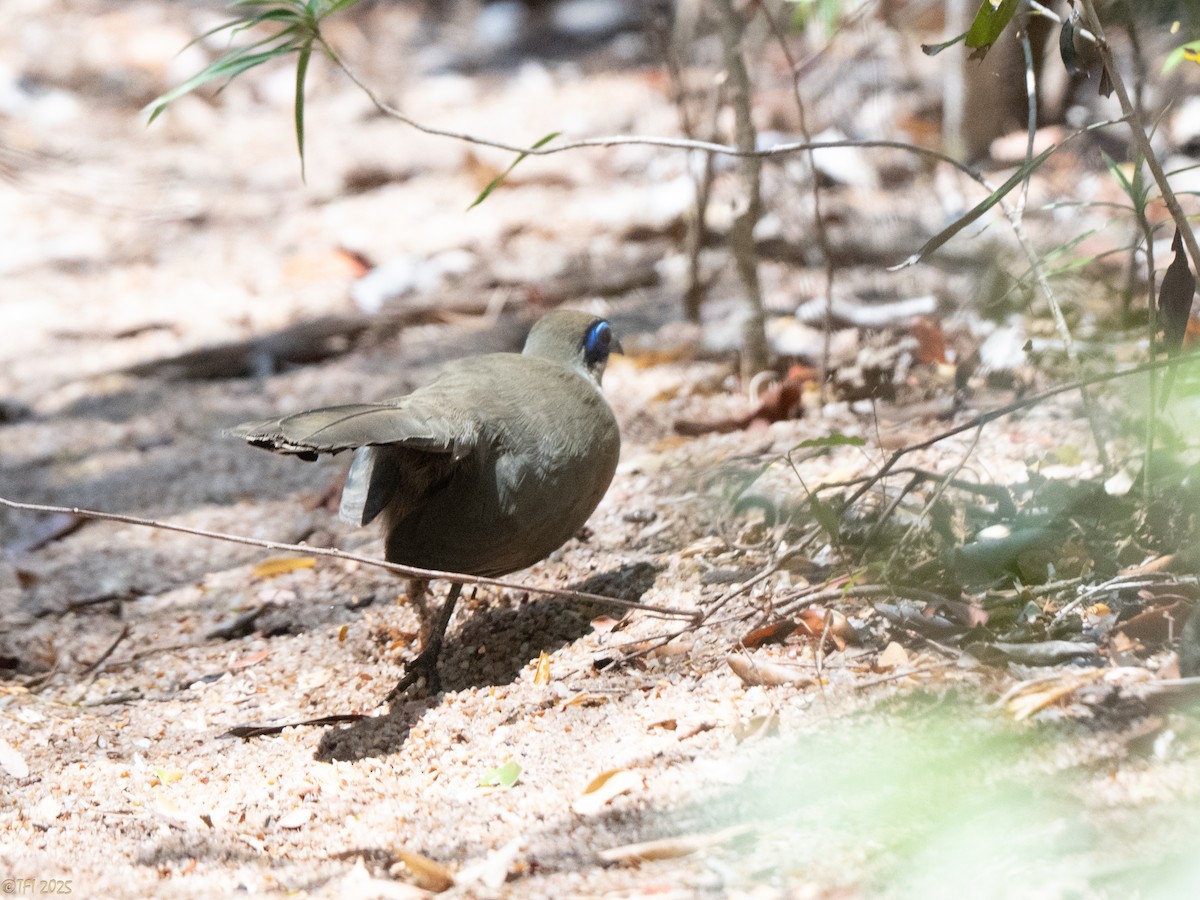 Coquerel's Coua - ML648178492