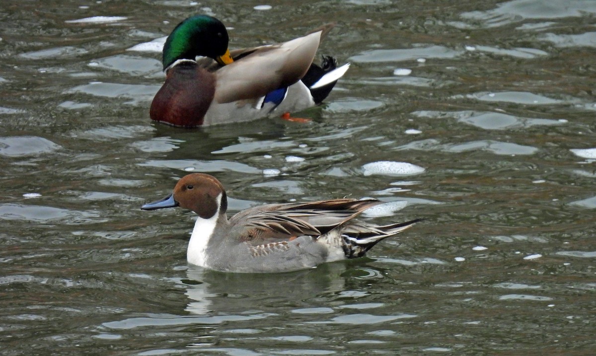 Northern Pintail - ML648178565