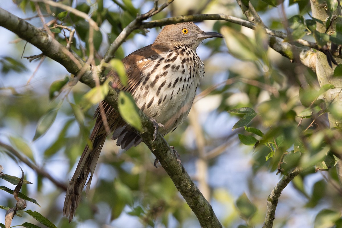 Long-billed Thrasher - ML648178981