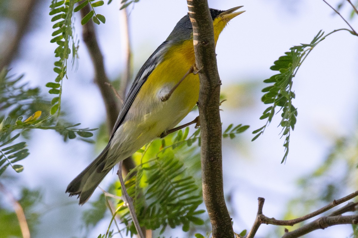 Tropical Parula - ML648178995